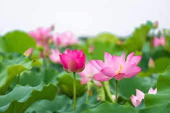 Hiểu đúng về in 1 màu, in 2,3 Và 4 màu In 1 màu, in 4 màu